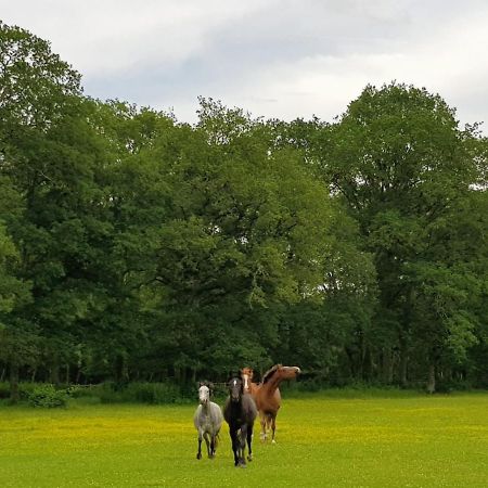 Haras Du Vignault Le Bucher Salbris Buitenkant foto