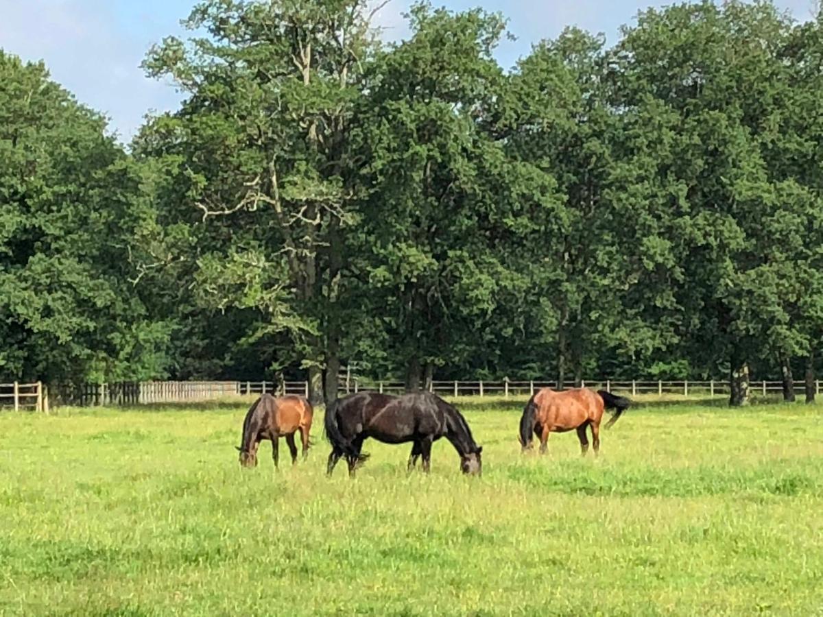 Haras Du Vignault Le Bucher Salbris Buitenkant foto